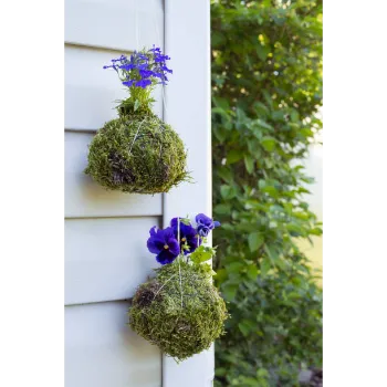 Blue Pansy Plant